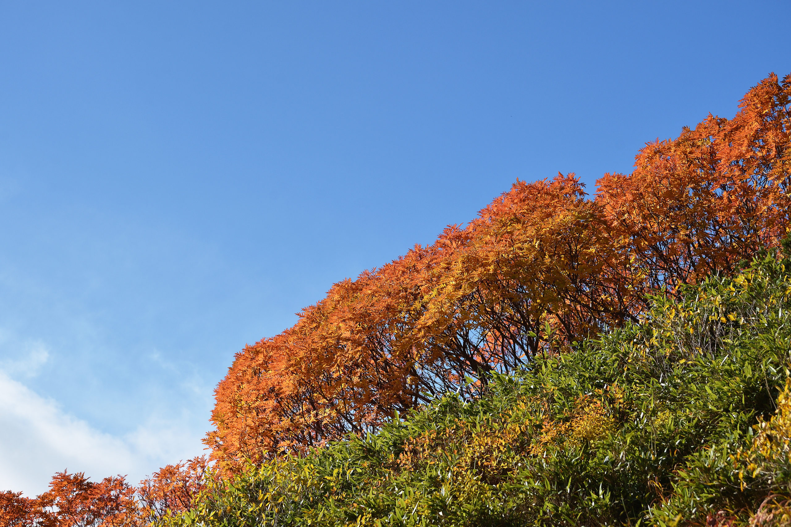 大雪山銀泉台の紅葉