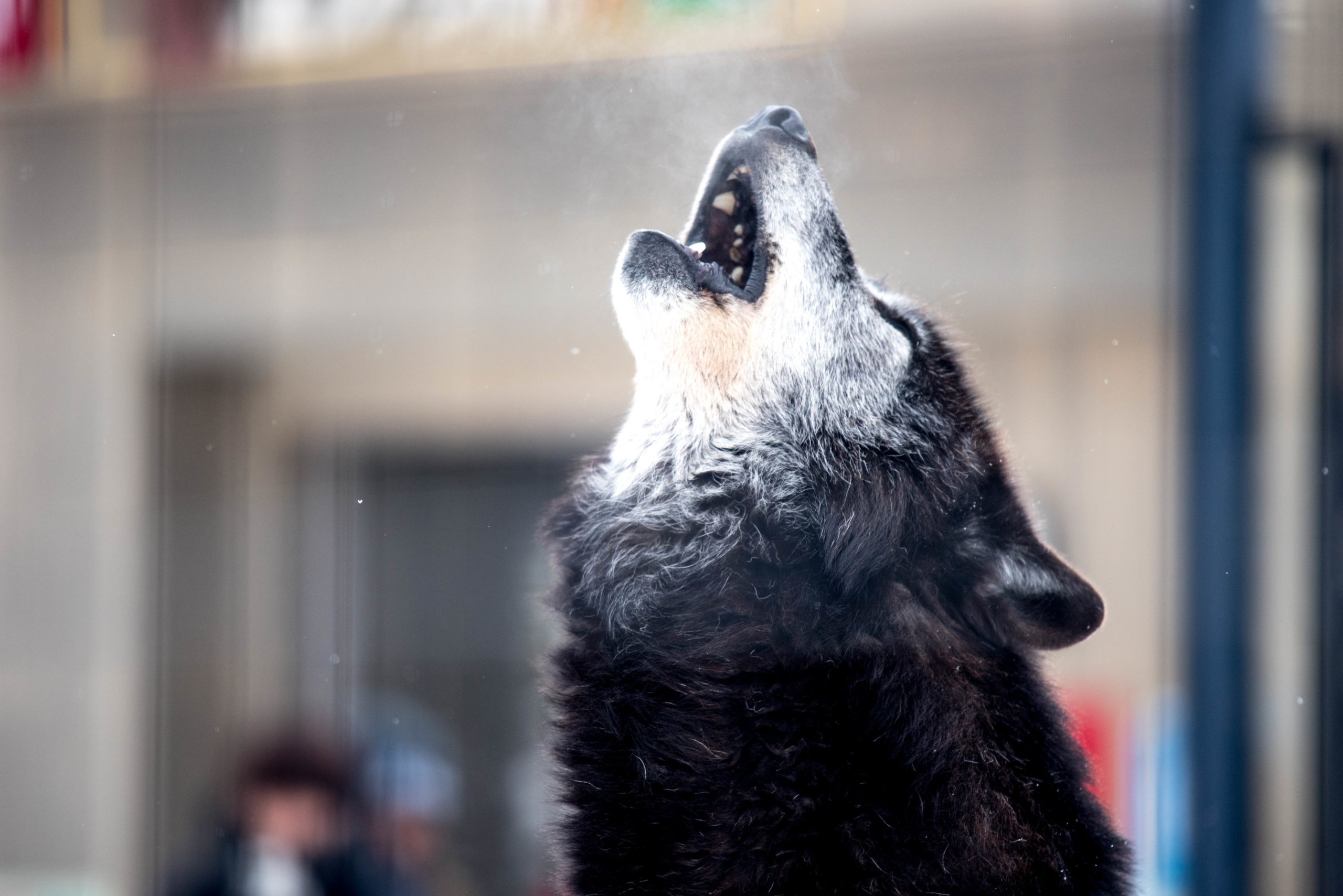 旭山動物園