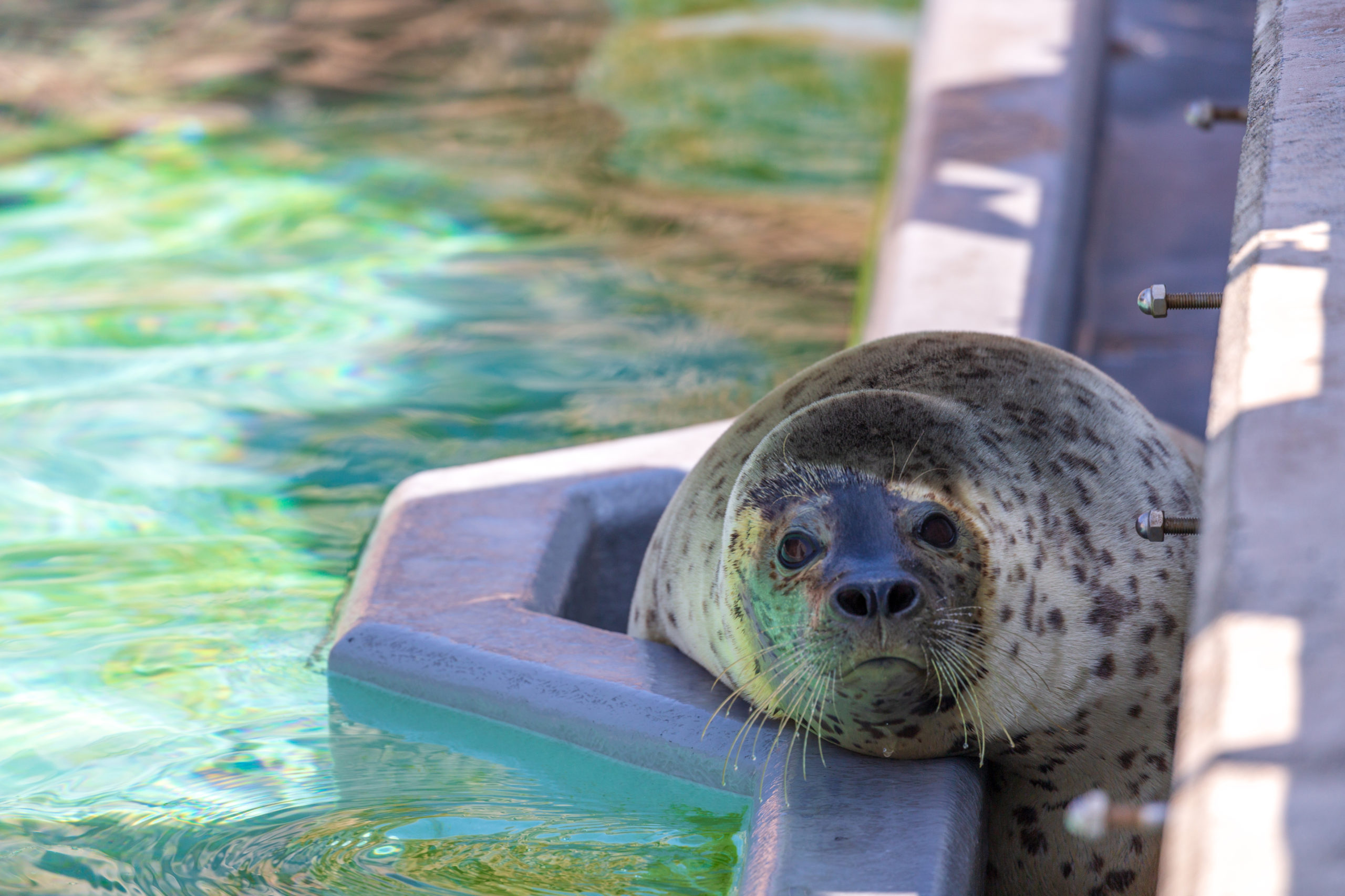 旭山動物園