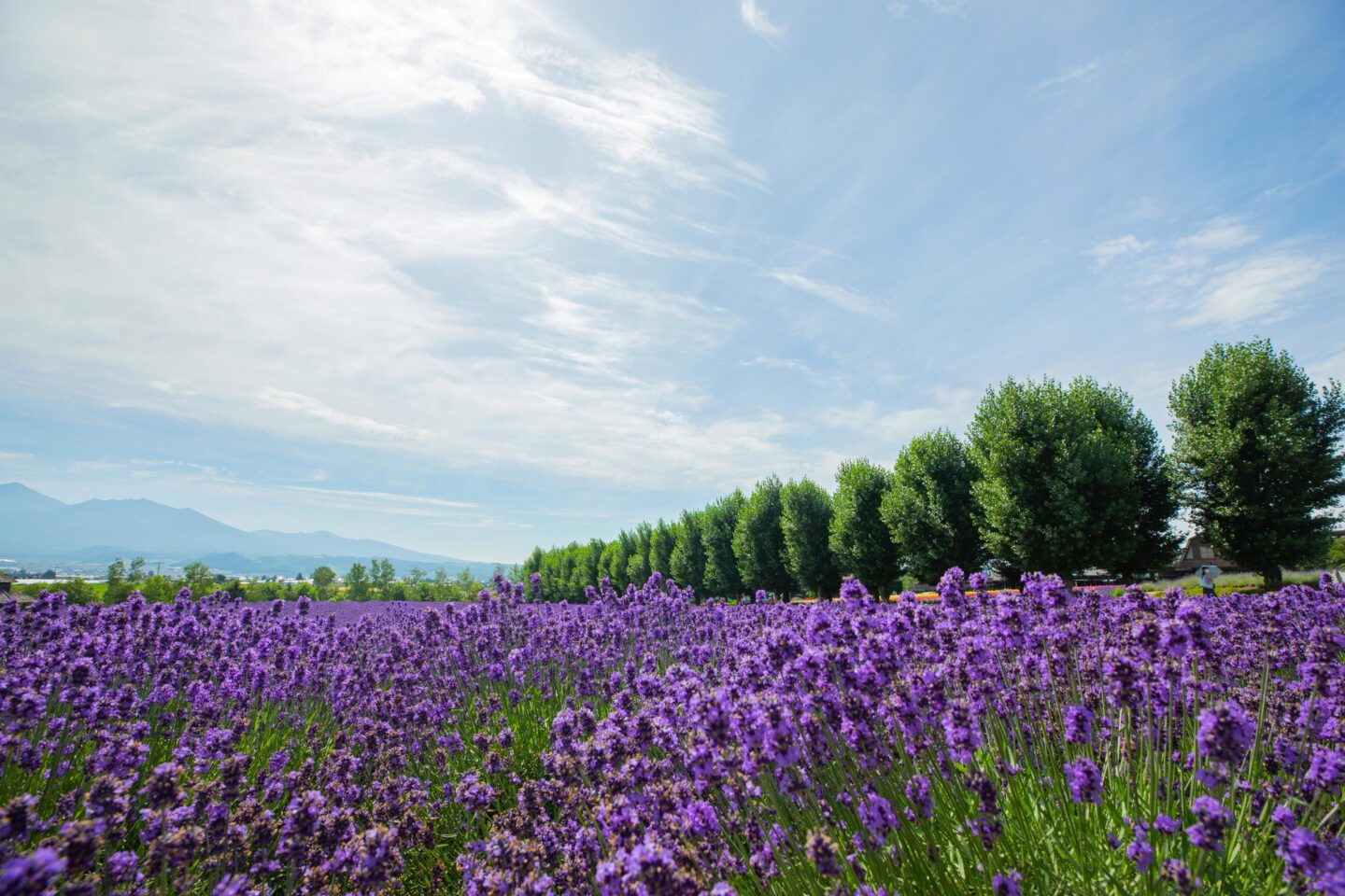 早朝の富良野ラベンダー畑